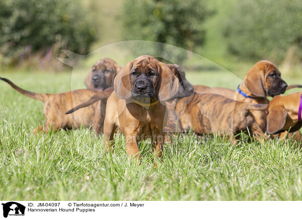 Hannoverian Hound Puppies / JM-04097