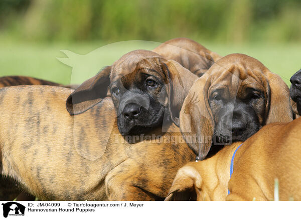 Hannoverian Hound Puppies / JM-04099