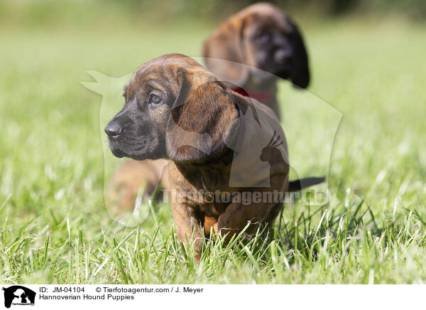 Hannoverian Hound Puppies / JM-04104