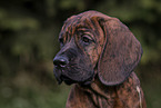 Hanoverian Hound Puppy