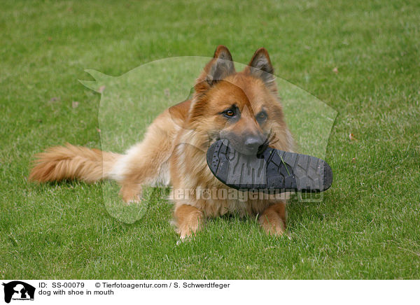 dog with shoe in mouth / SS-00079