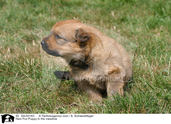 Harz Fox Puppy in the meadow / SS-00163