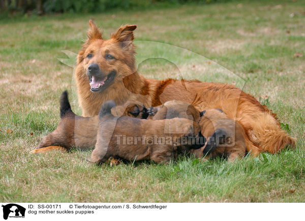 Hundemutter sugt Welpen / dog mother suckles puppies / SS-00171