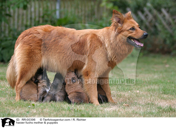 Harzer Fuchs Mutter & Welpen / harzer fuchs mother & puppies / RR-00396