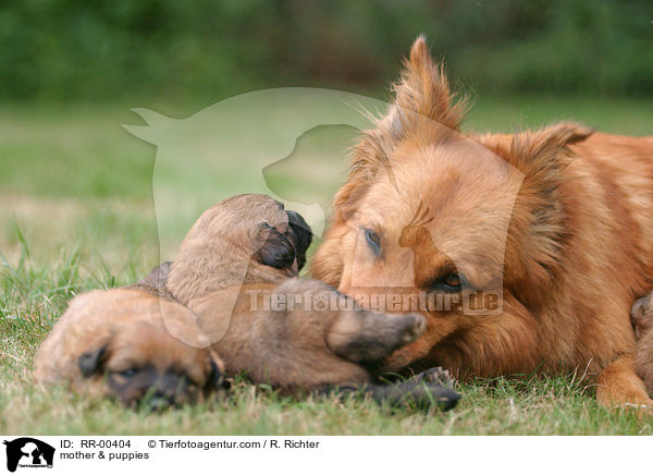 Harzer Fuchs Mutter & Welpen / mother & puppies / RR-00404