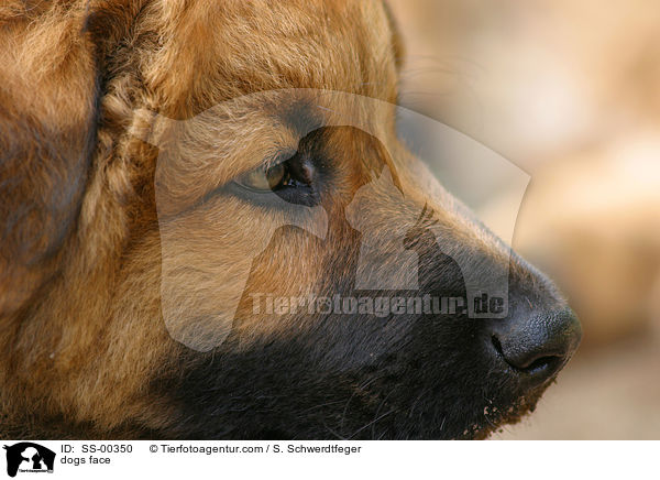 Hundegesicht / dogs face / SS-00350