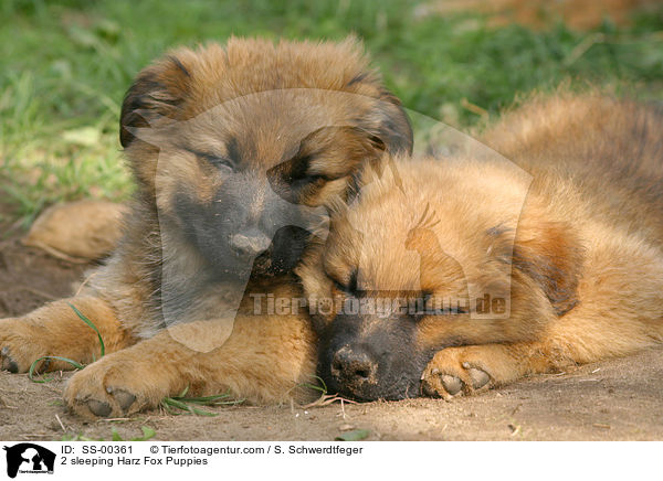 2 Harzer Fuchs Welpen / 2 Harzer Fuchs Puppies / SS-00361