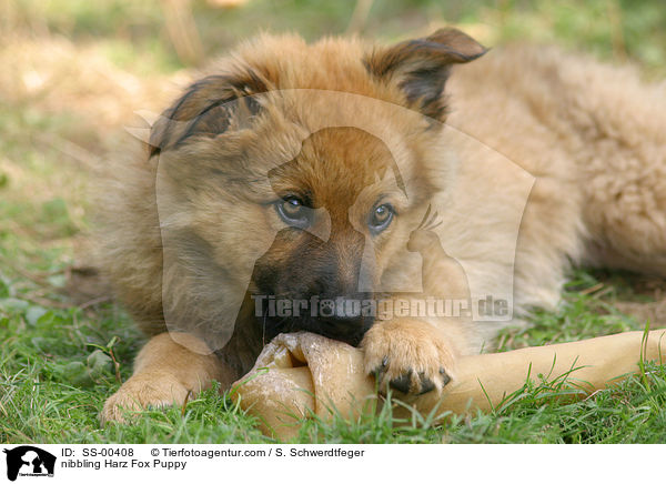 Harzer Fuchs Welpe / Harzer Fuchs Puppy / SS-00408