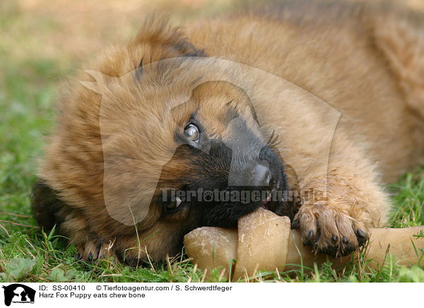 Harzer Fuchs Welpe frisst Kauknochen / Harzer Fuchs Puppy eats chew bone / SS-00410