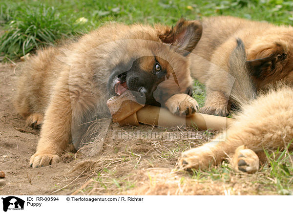 Harzer Fuchs Welpe / Puppy / RR-00594