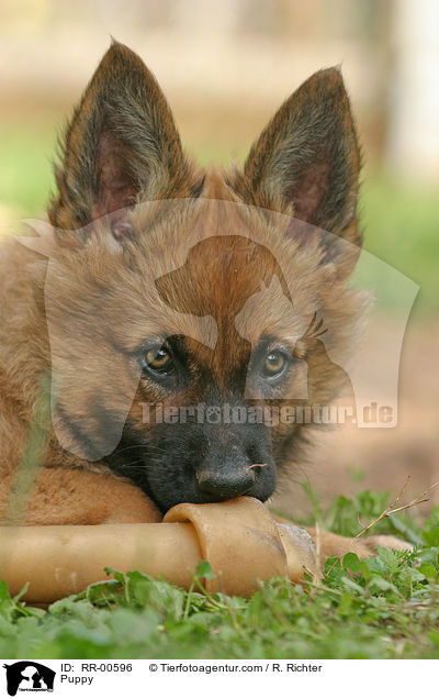 Harzer Fuchs Welpe / Puppy / RR-00596