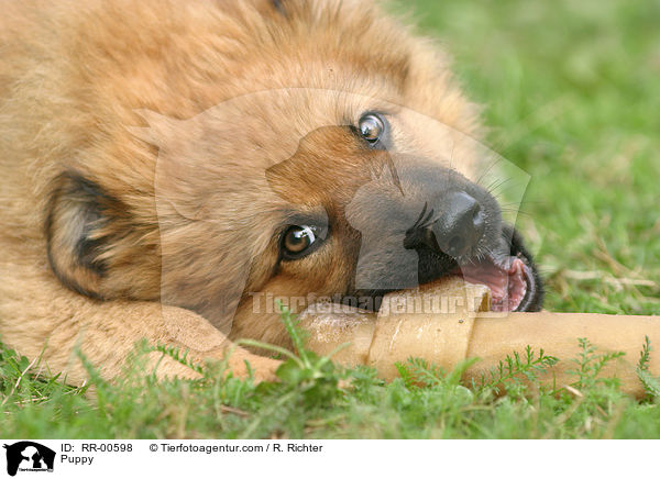 Harzer Fuchs Welpe / Puppy / RR-00598