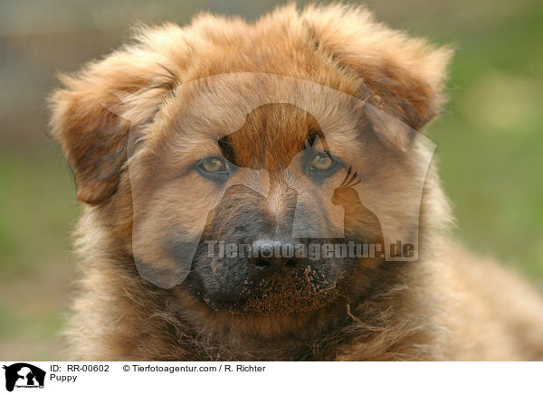 Harzer Fuchs Welpe / Puppy / RR-00602
