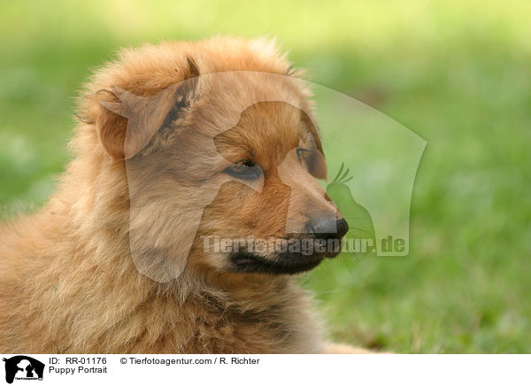 Harzer Fuchs Welpe / Puppy Portrait / RR-01176