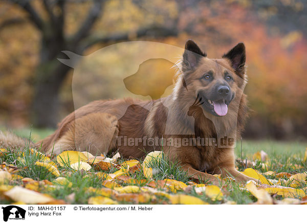 liegender Harzer Fuchs / lying Harz Fox / MAH-01157