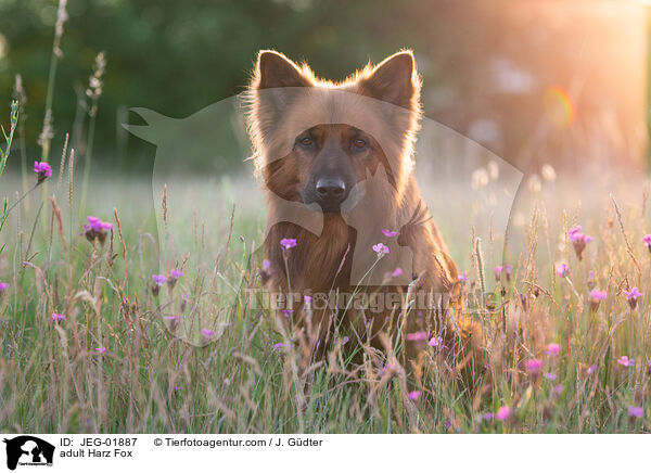adult Harz Fox / JEG-01887