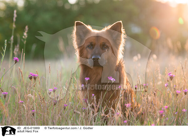 adult Harz Fox / JEG-01889