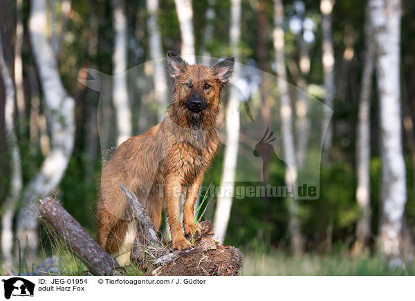 adult Harz Fox / JEG-01954