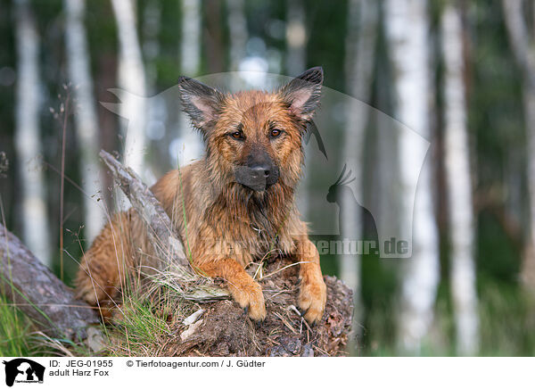 adult Harz Fox / JEG-01955