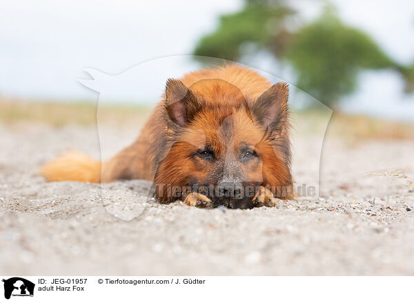 adult Harz Fox / JEG-01957