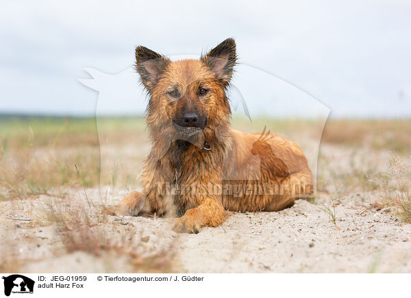 adult Harz Fox / JEG-01959