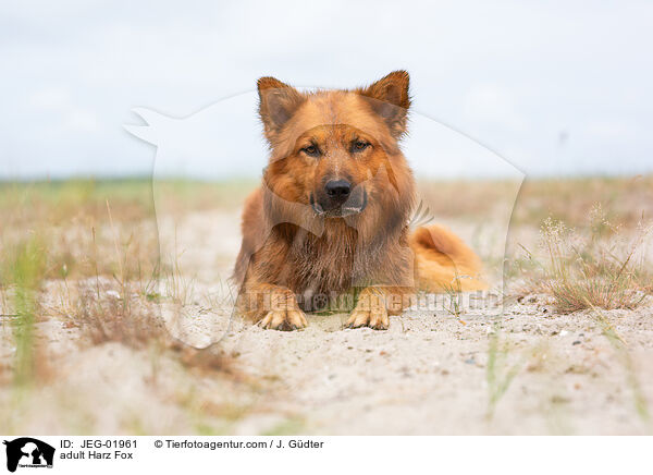 adult Harz Fox / JEG-01961