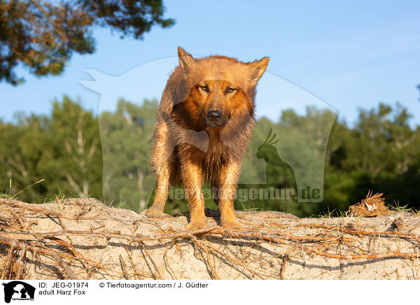 adult Harz Fox / JEG-01974