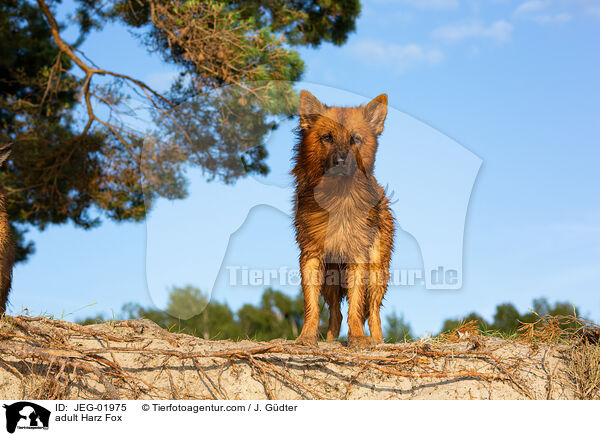 adult Harz Fox / JEG-01975