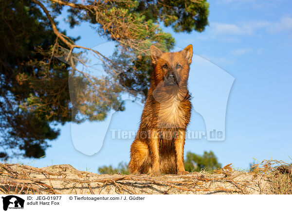 adult Harz Fox / JEG-01977