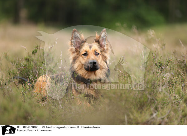 Harzer Fuchs in summer / KB-07882