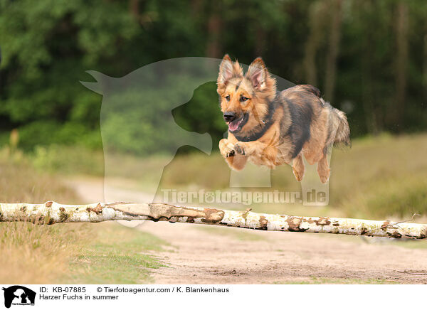 Harzer Fuchs in summer / KB-07885