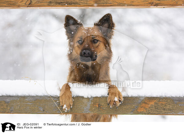 Harz Fox in winter / JEG-02091