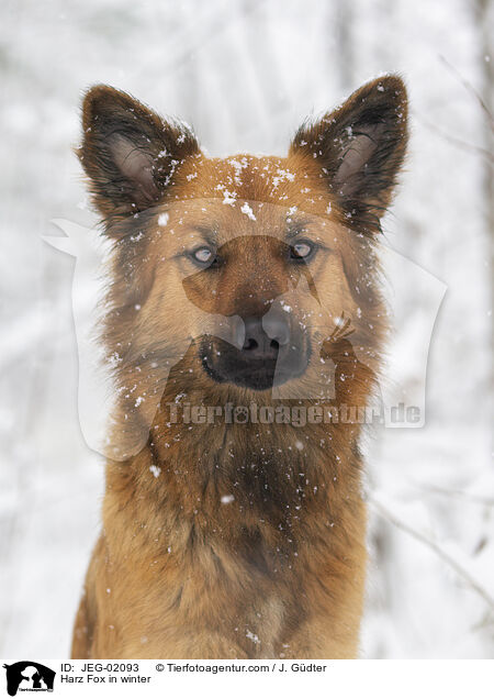 Harz Fox in winter / JEG-02093