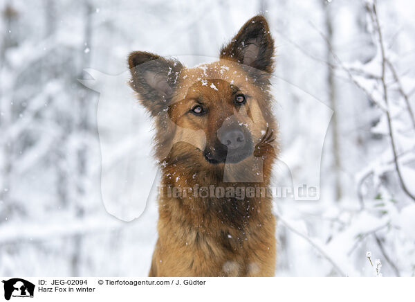 Harz Fox in winter / JEG-02094