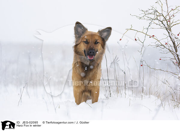 Harz Fox in winter / JEG-02095