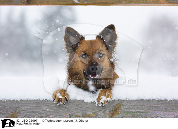 Harz Fox in winter / JEG-02097