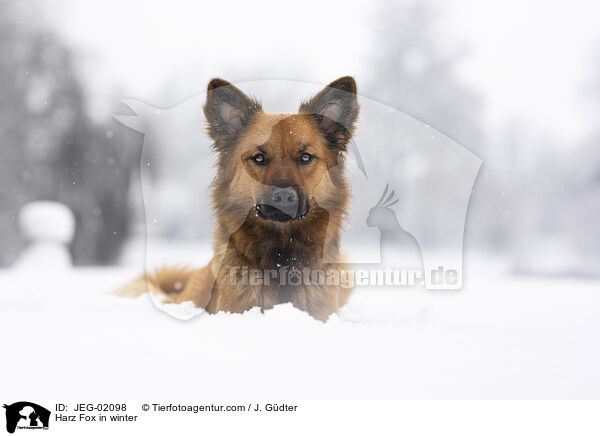 Harz Fox in winter / JEG-02098