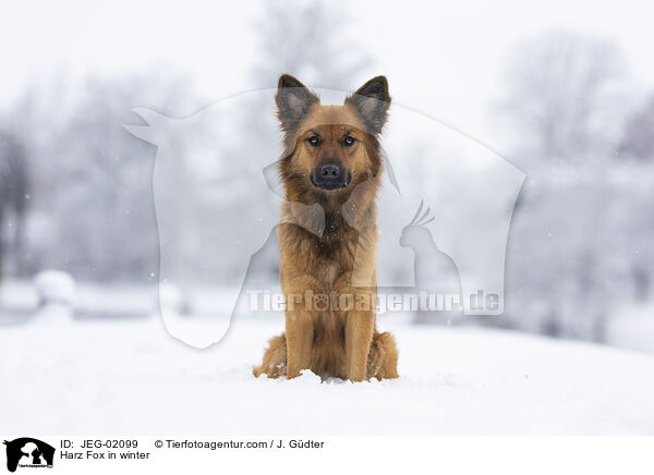 Harz Fox in winter / JEG-02099