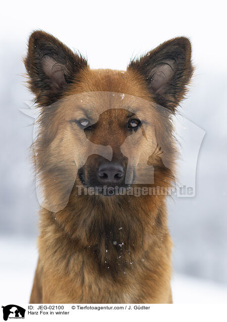 Harz Fox in winter / JEG-02100