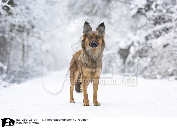 Harz Fox in winter / JEG-02101