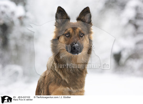 Harz Fox in winter / JEG-02102