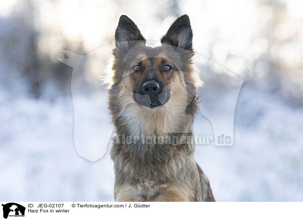 Harz Fox in winter / JEG-02107