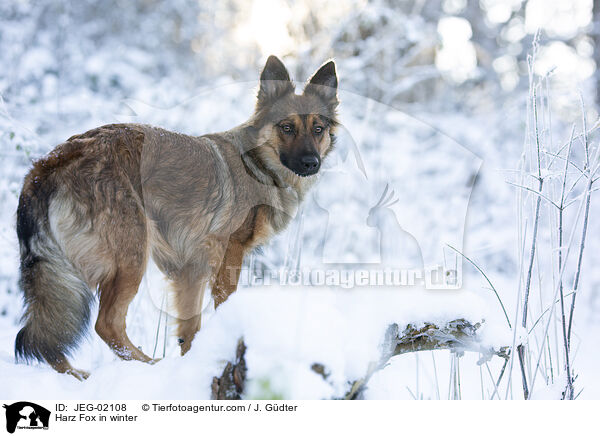 Harz Fox in winter / JEG-02108