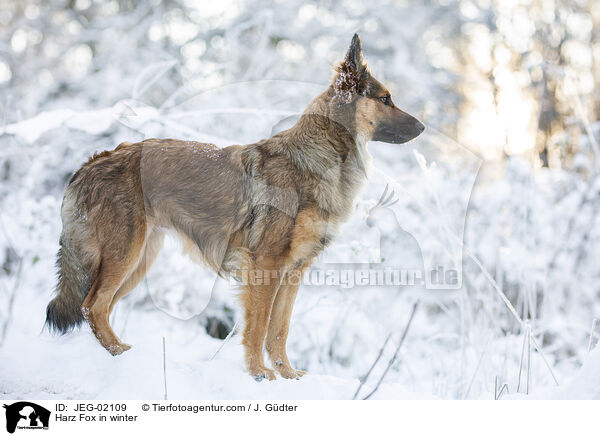 Harz Fox in winter / JEG-02109