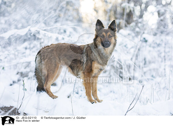 Harz Fox in winter / JEG-02110