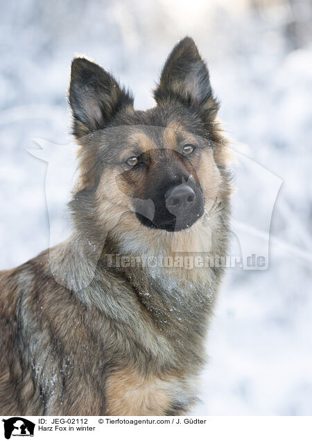 Harz Fox in winter / JEG-02112