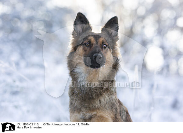 Harz Fox in winter / JEG-02113