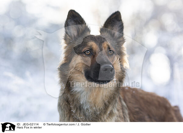 Harz Fox in winter / JEG-02114