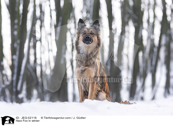 Harz Fox in winter / JEG-02118
