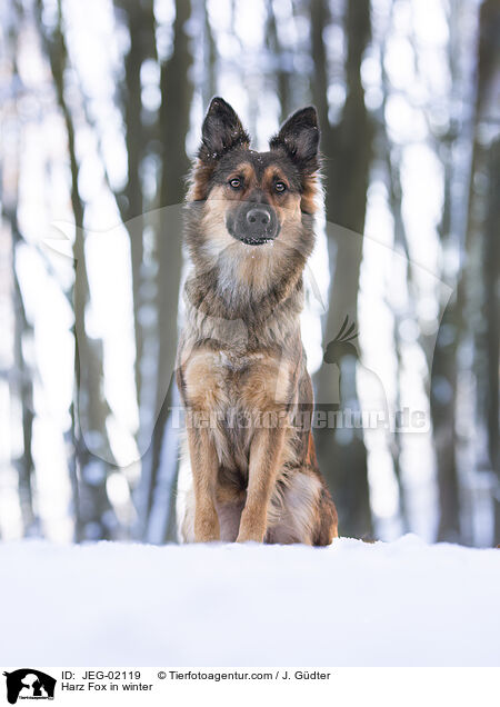 Harz Fox in winter / JEG-02119